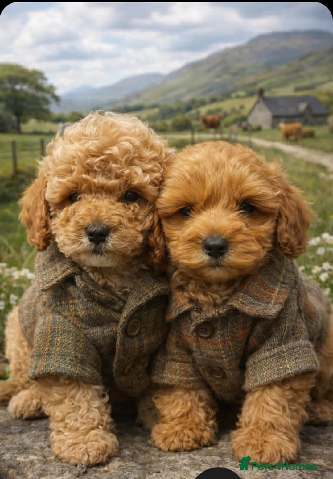 Cockapoo dogs for sale: Puppies ready for there forever homes  - Advert 7