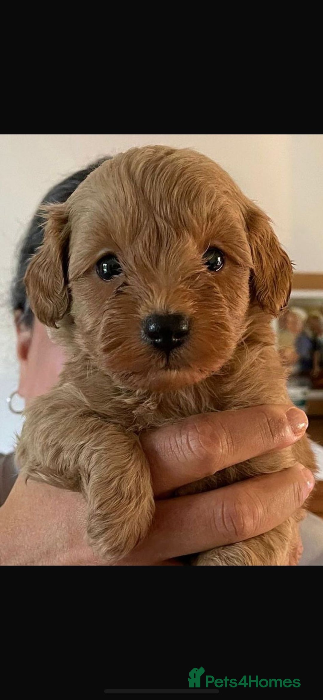 Schnoodle dogs for sale: Gorgeous American Toy Schnoodle Puppies For Sale - Advert 12