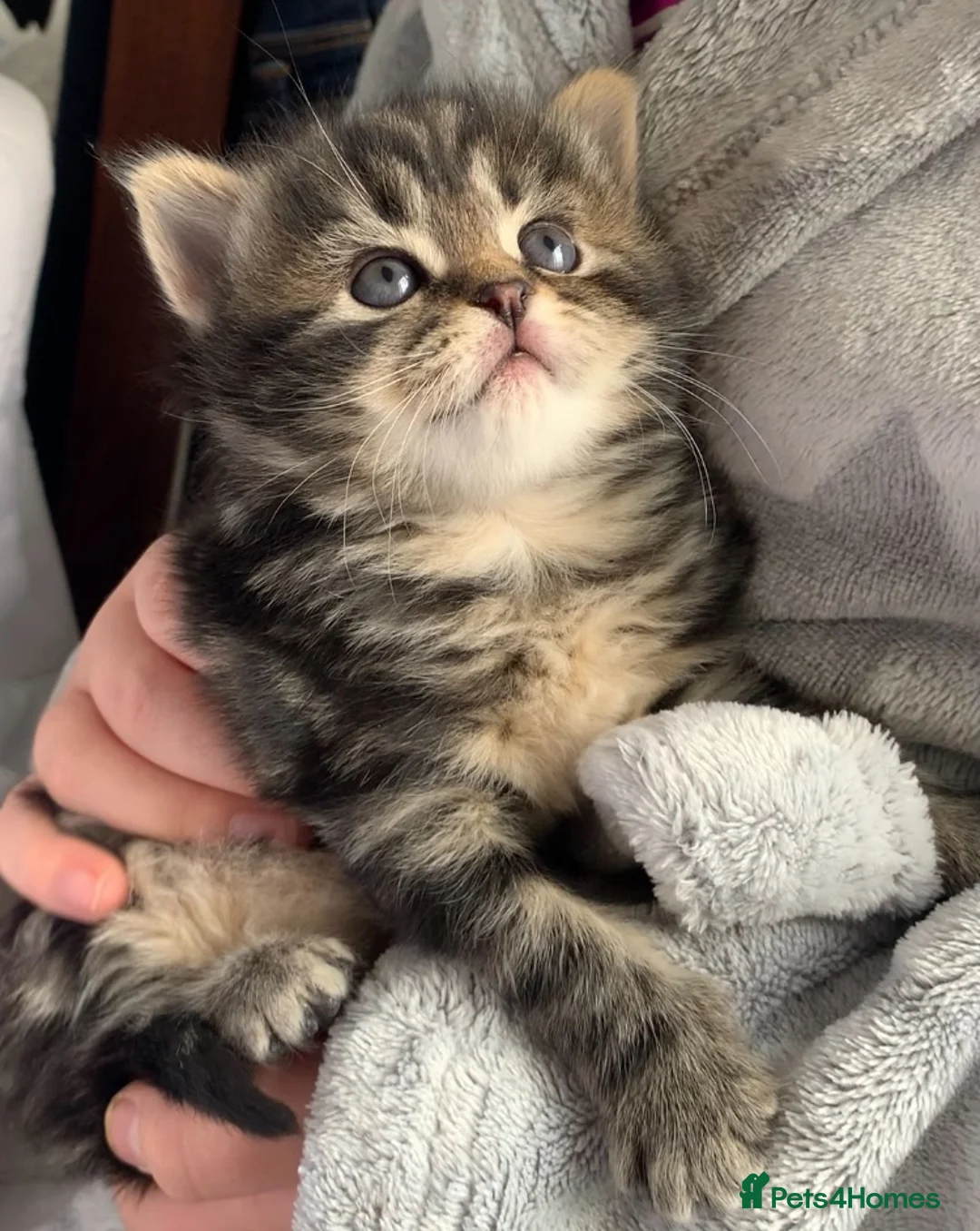 Turkish Angora cats for sale: 5 Turkish Angora kittens - 3 Girls/2 boys - Advert 19