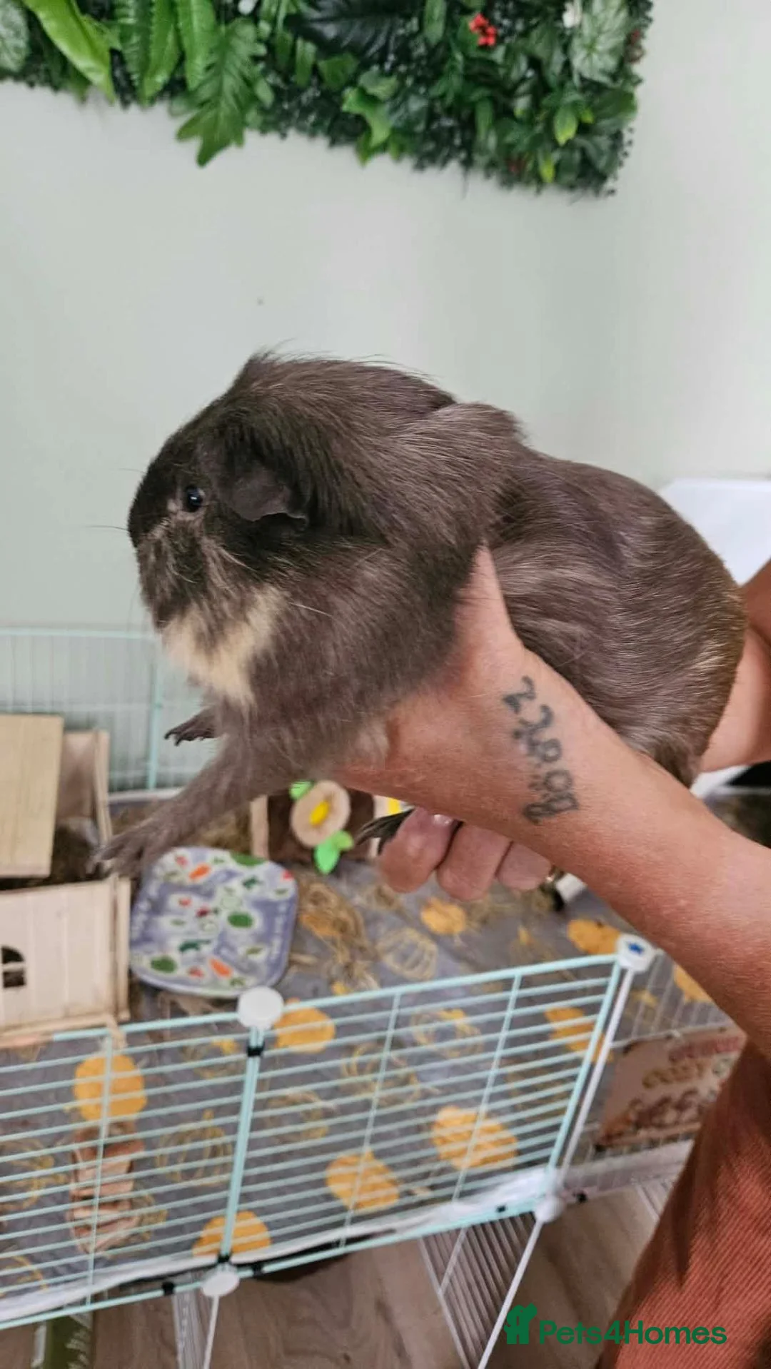 Guinea Pig rodents for sale: 2 male unneutered guinea pigs  in Worthing - Advert 2