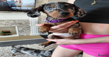 Miniature Dachshund dogs - Advert 5