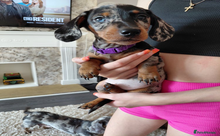 Miniature Dachshund dogs - Advert 4