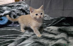 Mixed Breed cats for sale: Mixed breed kittens ready now.  - Image 20