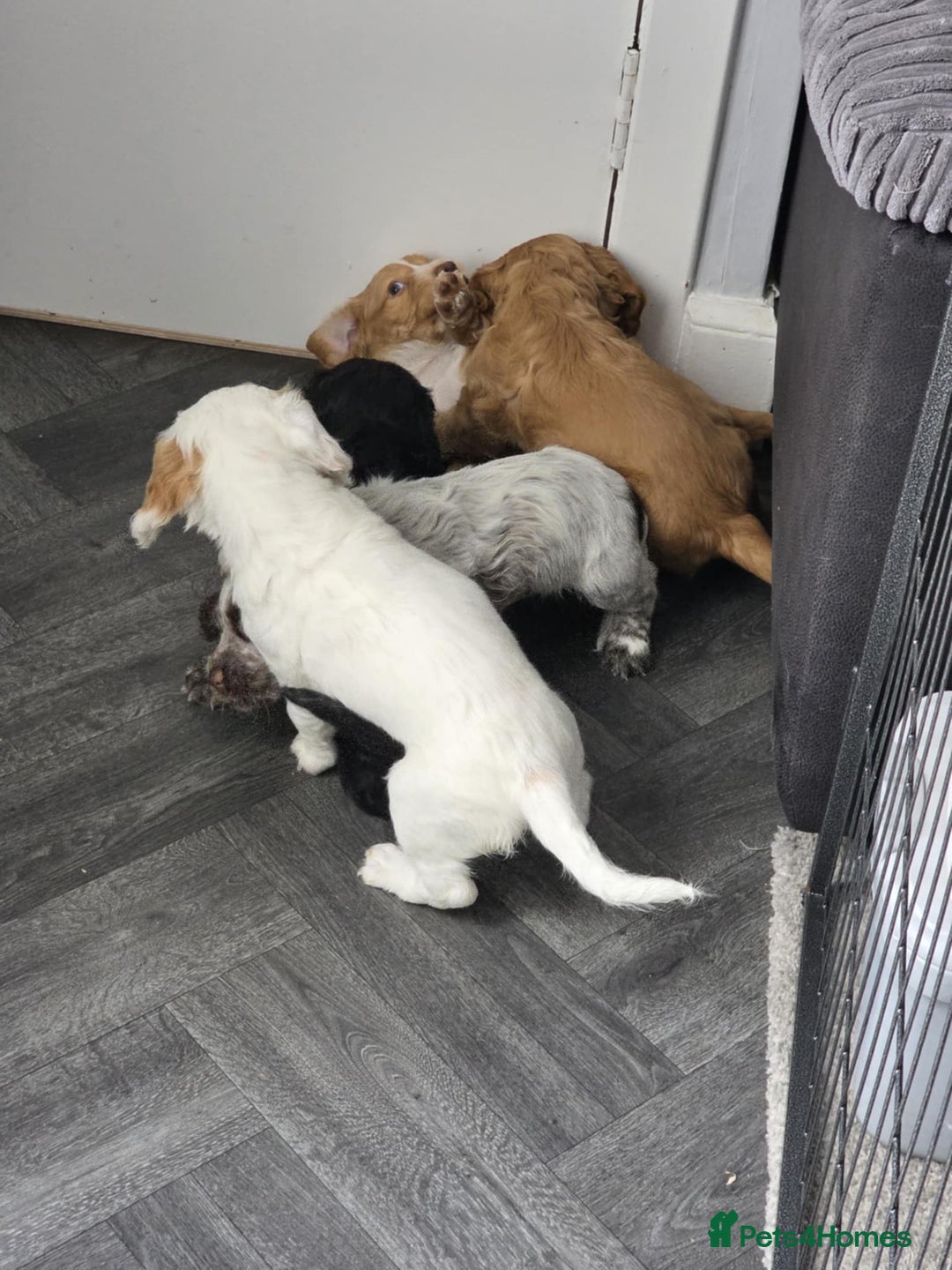 Cocker Spaniel dogs for stud: Working cocker for Stud *proven* in Penicuik - Advert 24