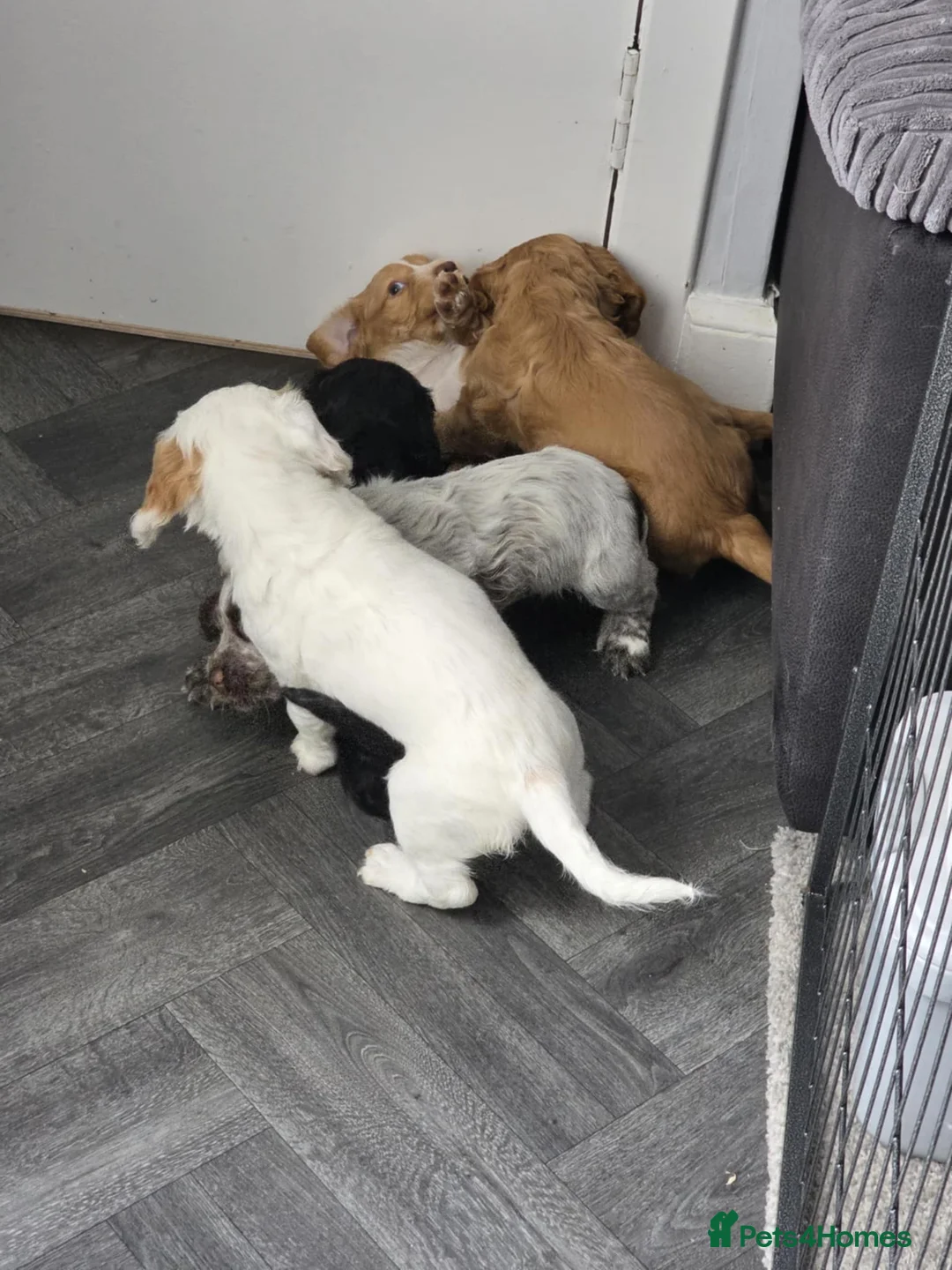 Cocker Spaniel dogs for stud: Working cocker for Stud *proven* in Penicuik - Advert 24