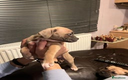 Mixed Breed dogs for sale: Boxer/Staff/Cane Corso Puppies for Sale - Advert 9
