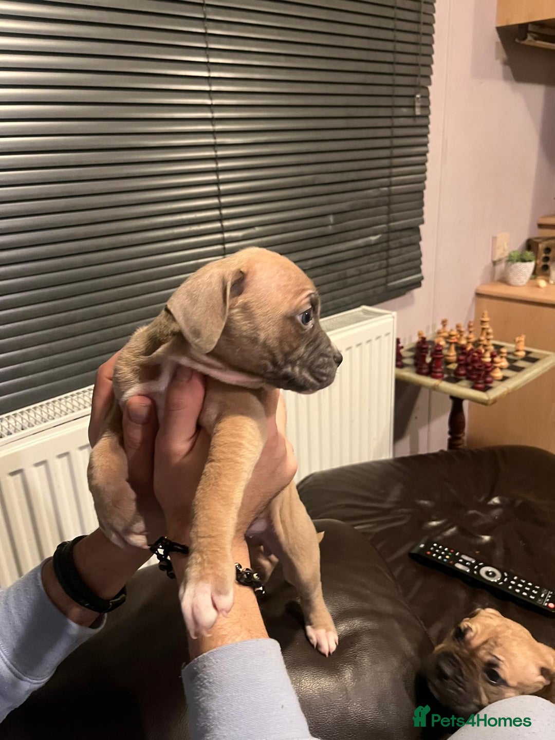 Mixed Breed dogs for sale: Boxer/Staff/Cane Corso Puppies for Sale - Advert 9