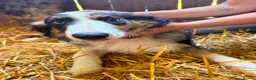 Border Collie dogs for sale: Red and Blue Merle Collies - Advert 6