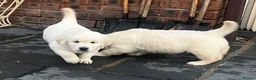 Golden Retriever dogs for sale: Little Polar Bear Puppies - Advert 19