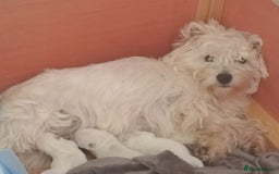 West Highland Terrier dogs for sale: Outstanding KC show line puppies  - Image 4