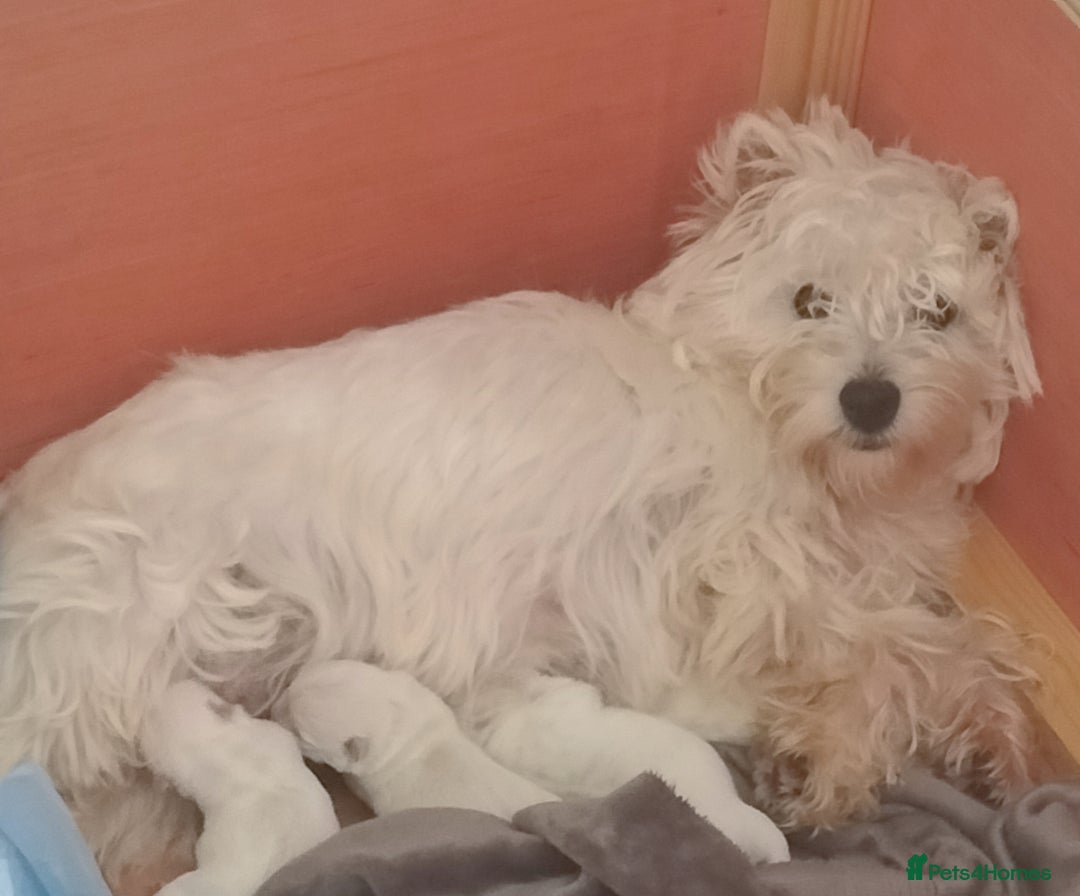 West Highland Terrier dogs for sale: Outstanding KC show line puppies  - Image 4