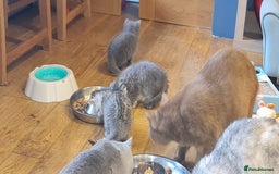 Scottish Fold cats for sale: Scottish Fold Kittens  - Image 14