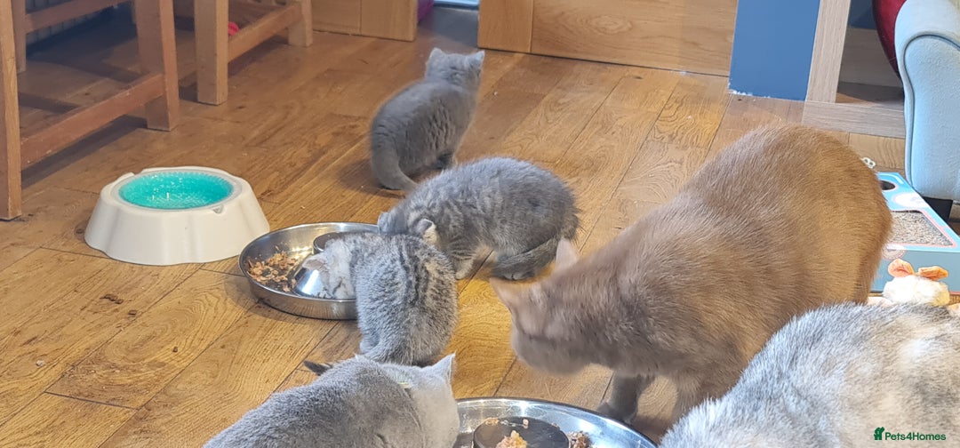 Scottish Fold cats for sale: Scottish Fold Kittens  - Image 14