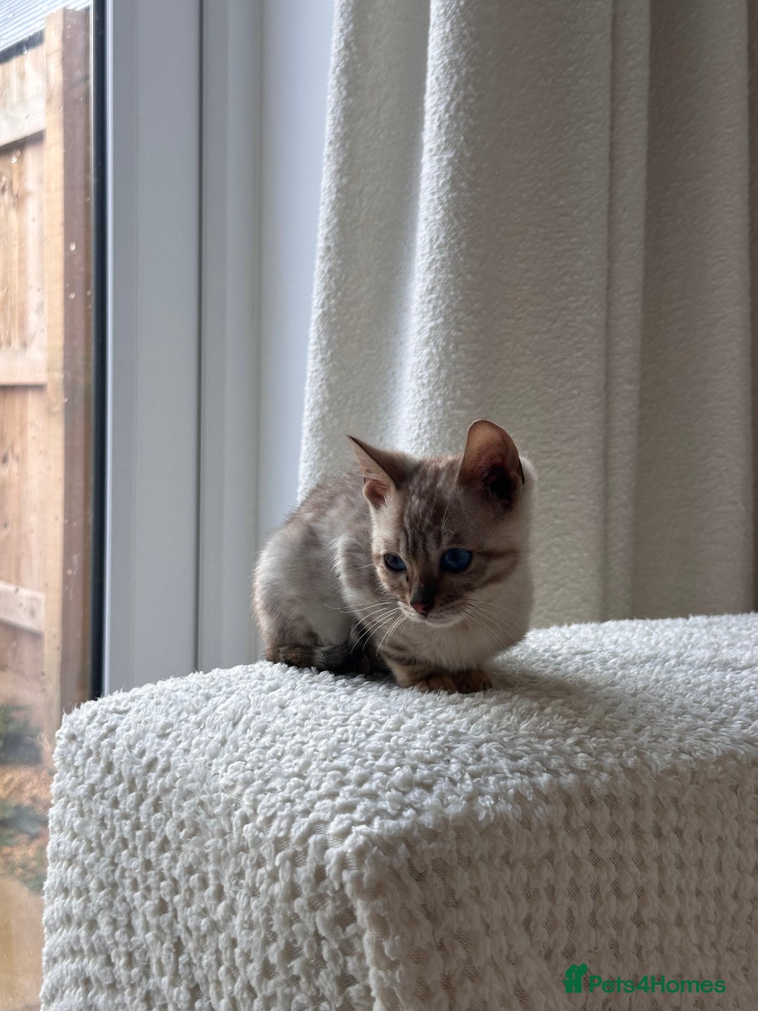 Bengal cats for sale: Snow lynx bengal  - Advert 4