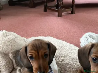 Miniature Dachshund dogs Beautiful KC Shaded Red Dachshund Boy - Advert 6