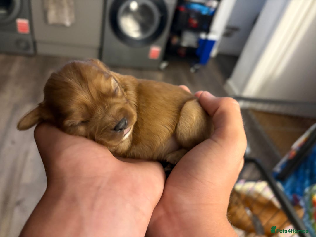 Cavalier King Charles Spaniel dogs for sale: Cavalier King Charles spaniels  - Image 14