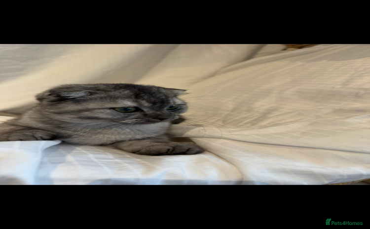 Scottish Fold cats - Advert 7