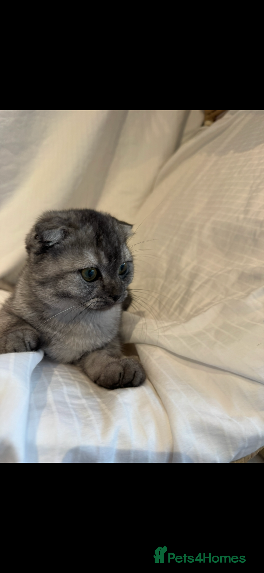 Scottish Fold cats for sale: Scottish Fold Kittens Variety of Colours - Image 1
