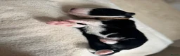 Mixed Breed dogs for sale: 5 Beautiful Bordernese Puppies  - Advert 17
