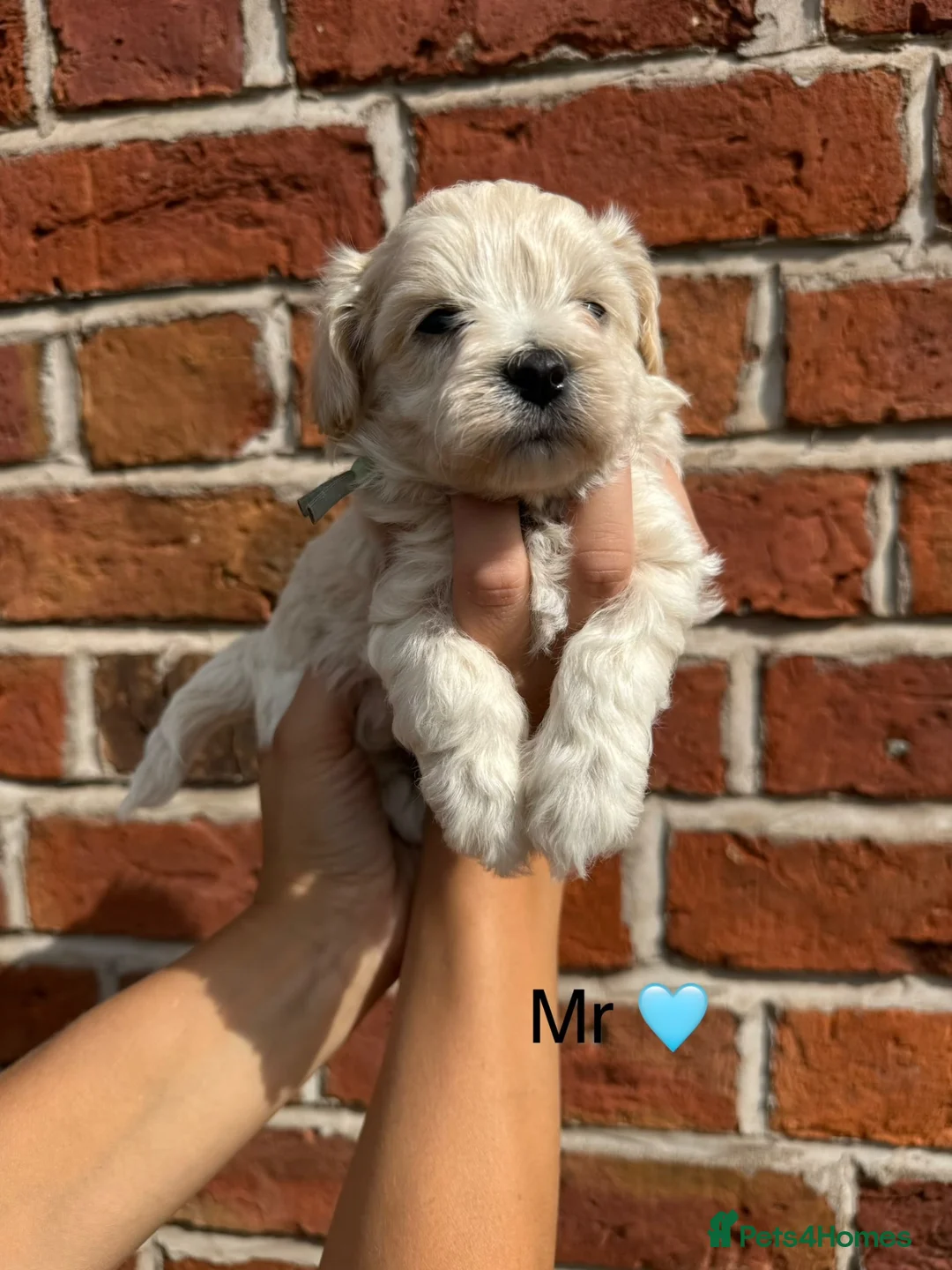 Maltipoo dogs for sale: Outstanding Maltipoo F1 puppies in Whitchurch - Advert 18