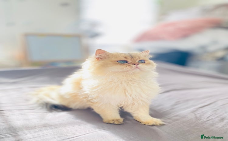 British Longhair cats in Luton - Advert 1
