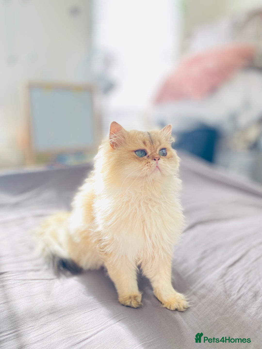 British Longhair cats for stud: 🐾🐾🐱Pretty boy looking for a girl 🐱🐾🐾 in Luton - Image 2