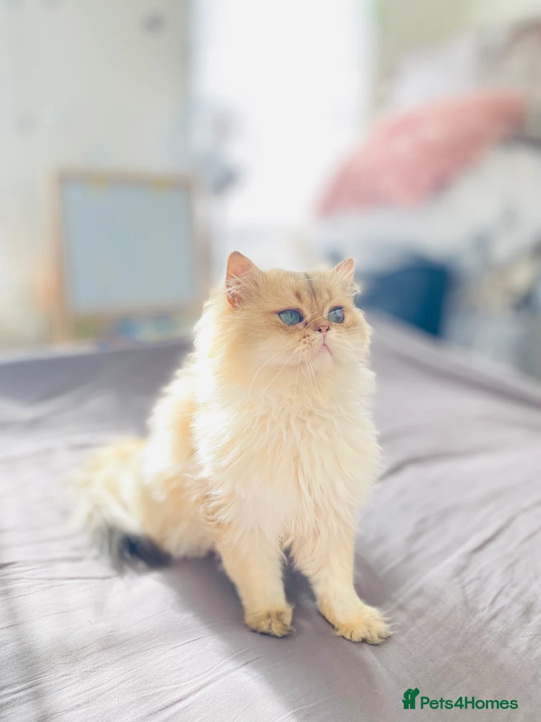 British Longhair cats for stud: 🐾🐾🐱Pretty boy looking for a girl 🐱🐾🐾 in Luton - Advert 2