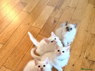 Ragdoll cats Gorgeous Cream-point Purebred Ragdoll boys - Advert 9