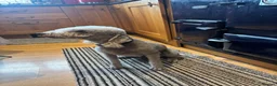 Bedlington Terrier dogs for sale: Quality Bedlington Terrier Puppies Available - Advert 5