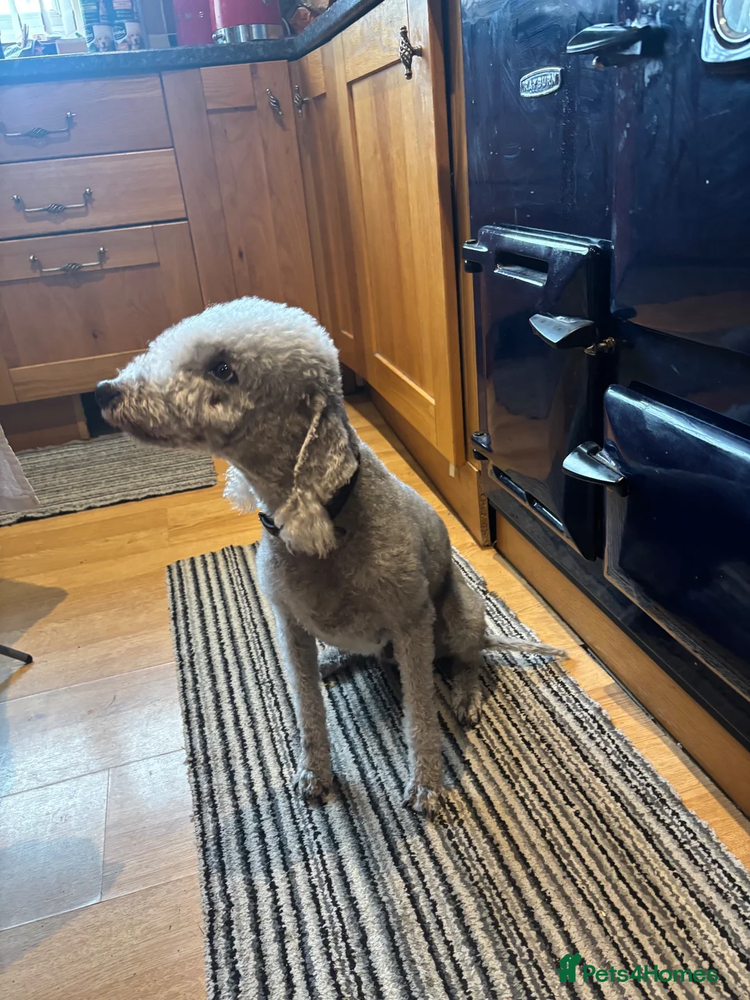 Bedlington Terrier dogs for sale: Quality Bedlington Terrier Puppies Available - Advert 5