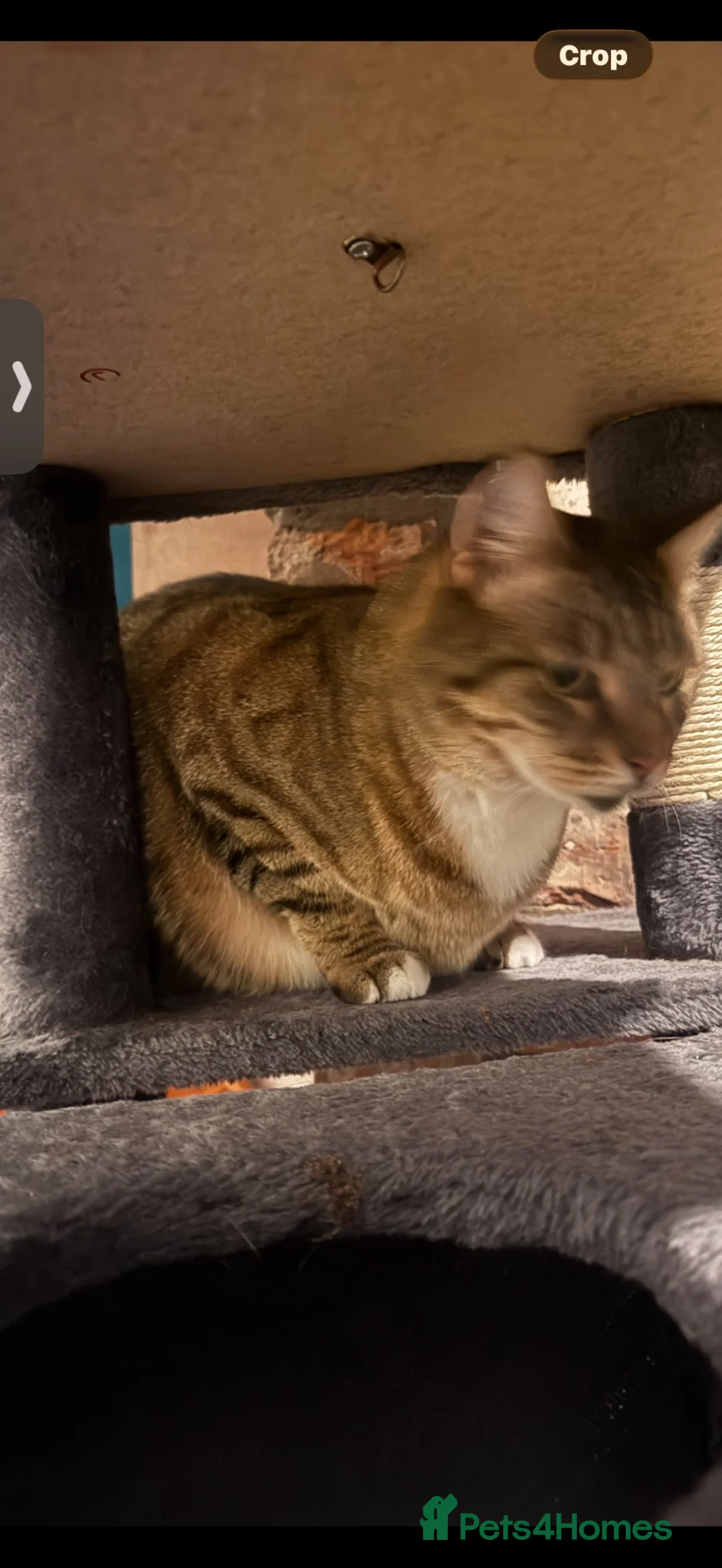 Mixed Breed cats for sale: Both go together in Darlington - Advert 2