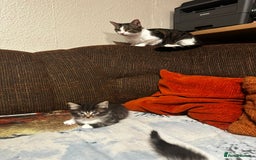 Mixed Breed cats for sale: 5 beautiful kittens  - Image 12