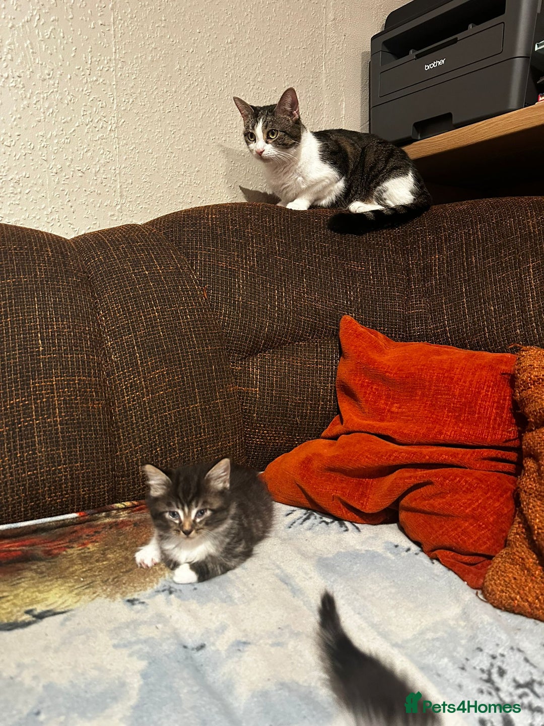 Mixed Breed cats for sale: 5 beautiful kittens  - Image 12