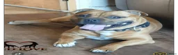 Staffordshire Bull Terrier dogs for stud:  🇬🇧RED KC PERFECTION.🇬🇧 - Advert 2