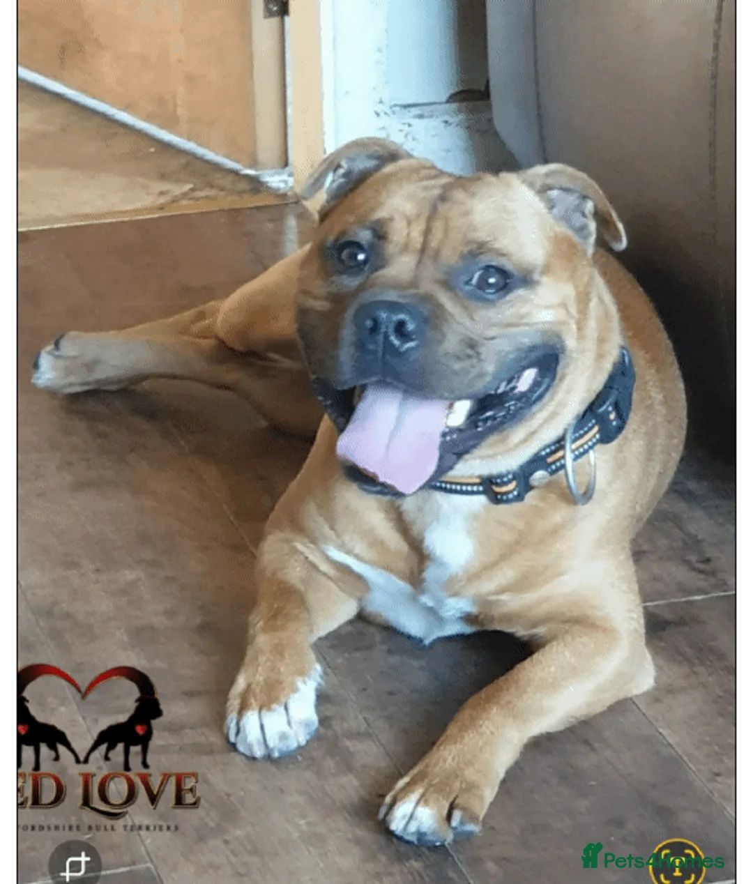 Staffordshire Bull Terrier dogs for stud:  🇬🇧RED KC PERFECTION.🇬🇧 - Advert 2