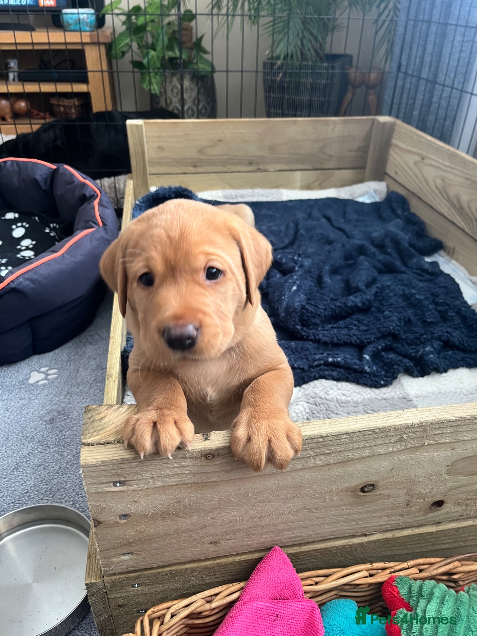 Labrador Retriever dogs for sale: Stunning Labrador pups - Advert 5
