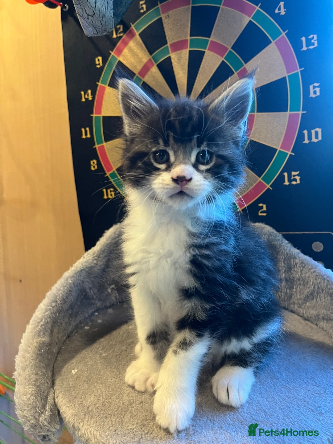 Maine Coon cats for sale: Beautiful Maine Coon Kittens - Advert 7