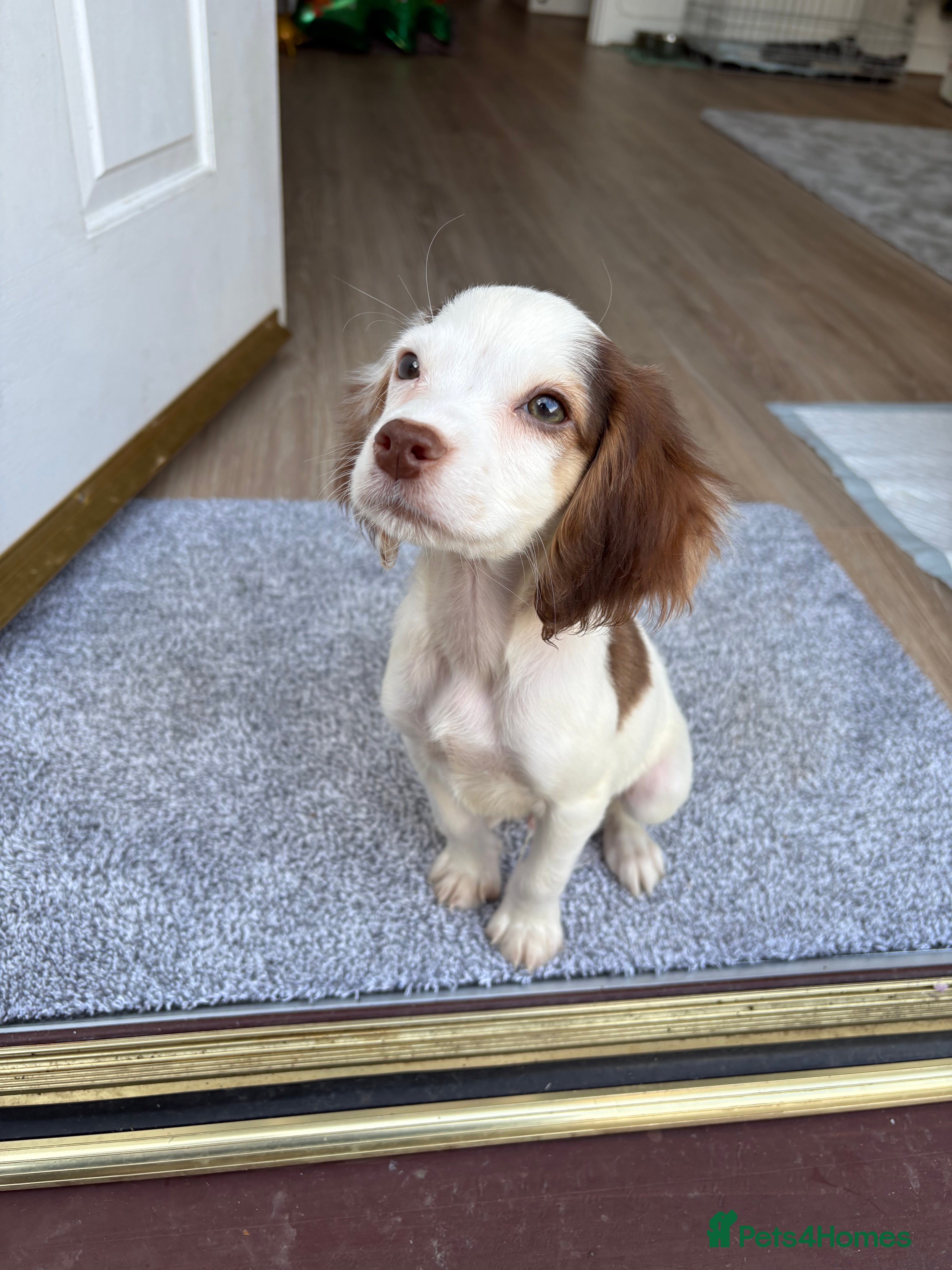 Cocker Spaniel dogs Male working cocker spaniel  - Advert 1