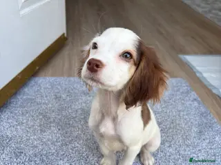 Cocker Spaniel dogs Male working cocker spaniel - Advert 1