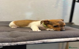 Jack Russell dogs for sale: Jack Russell puppies  - Image 18