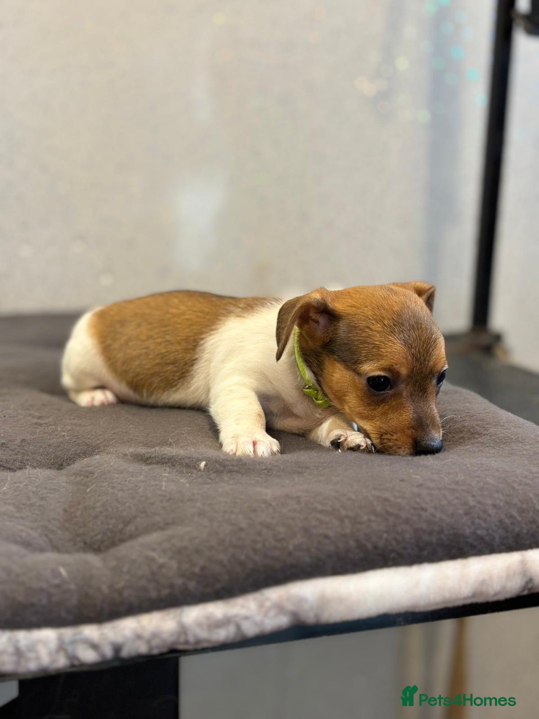 Jack Russell dogs for sale: Jack Russell puppies  - Image 18