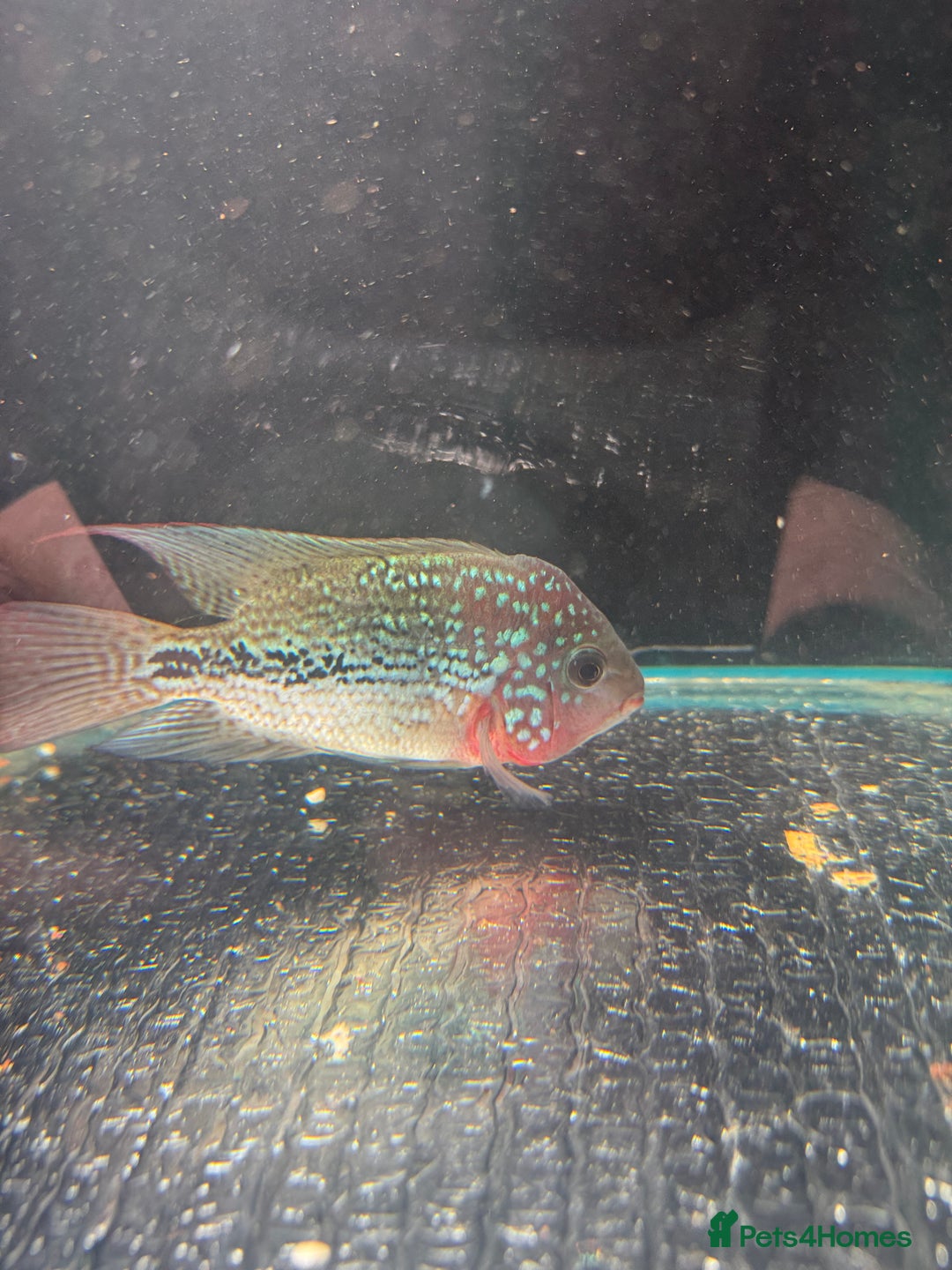 Cichlids fish for sale: Crystal parrot & srt - Advert 8