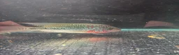 Cichlids fish for sale: Thai imports Crystal parrot & srt (Cheshire) - Advert 8
