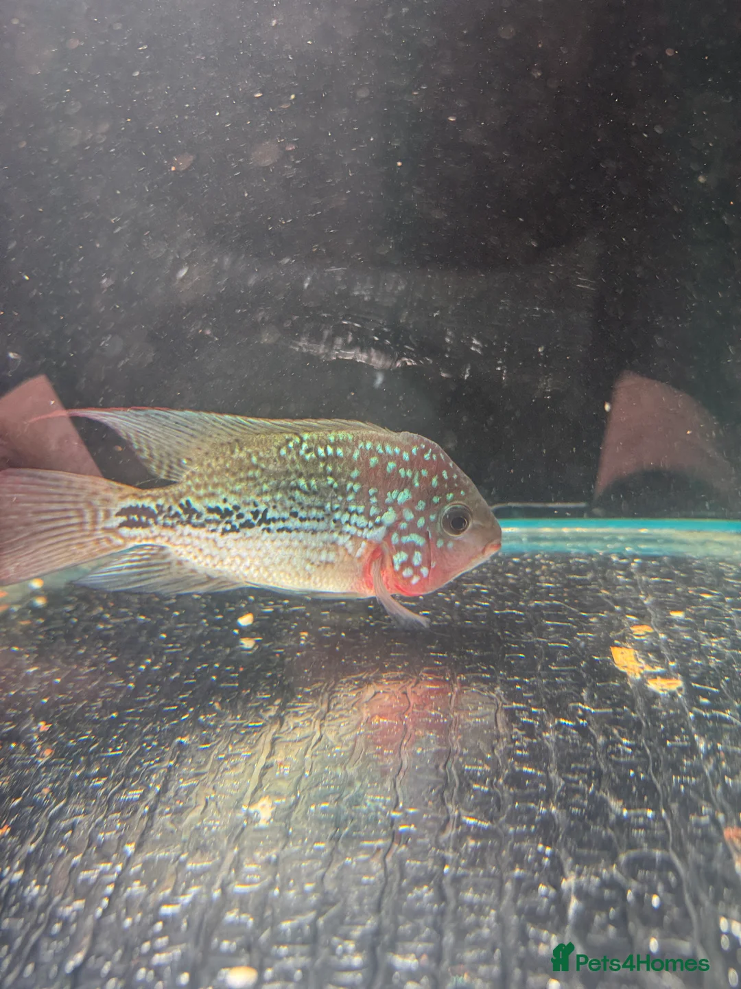 Cichlids fish for sale: Thai imports Crystal parrot & srt (Cheshire) - Advert 8