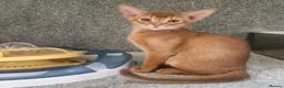 Abyssinian cats for sale: Gorgeous Abyssinian Kittens Ready Now - Advert 10