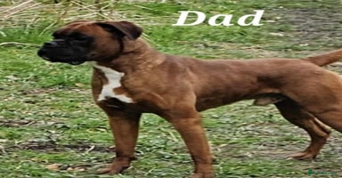 Boxer dogs - Advert 4