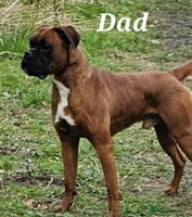 Boxer dogs - Advert 2