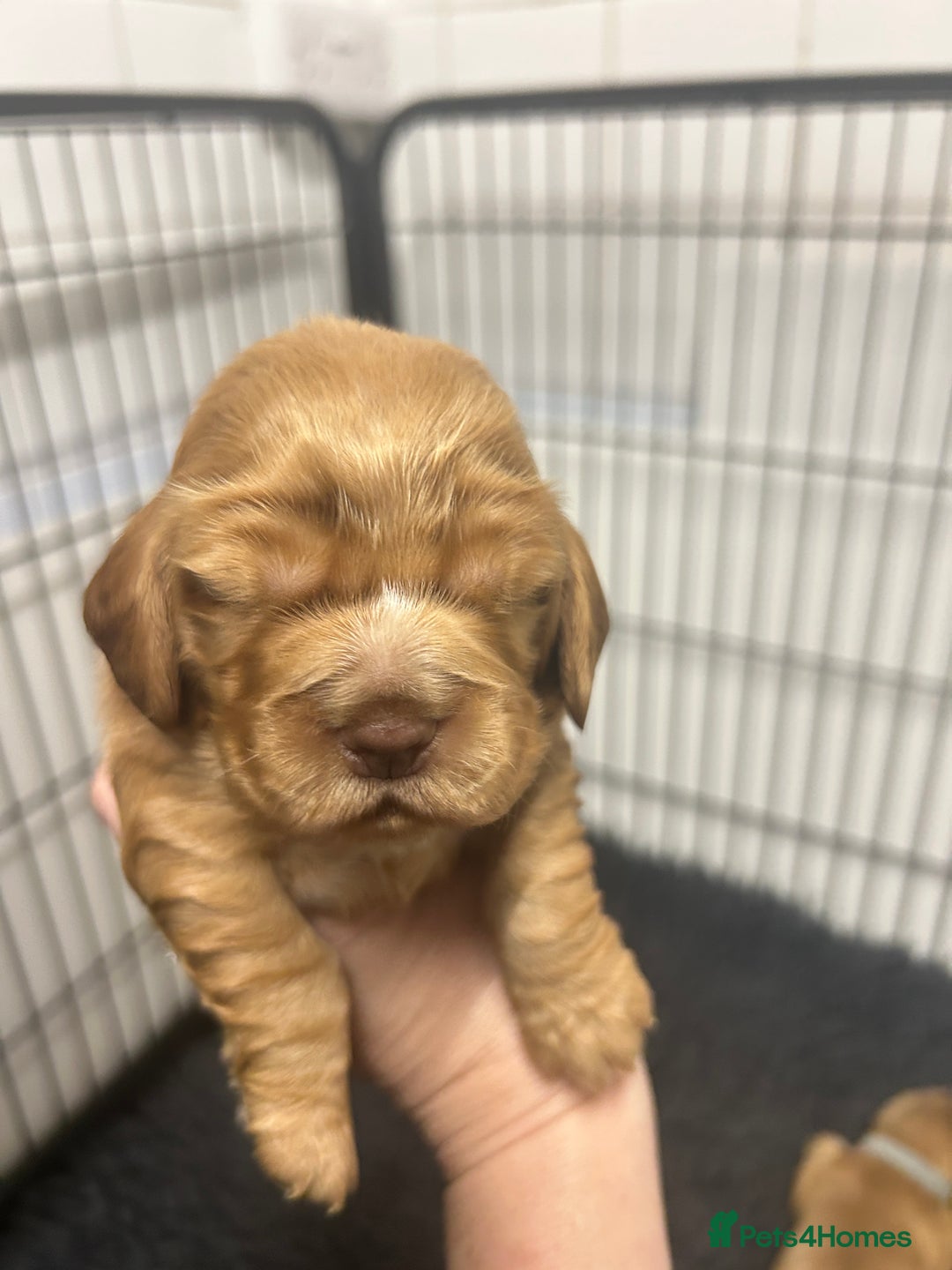 Cocker Spaniel dogs for sale: New litter of quality KC show cocker spaniels  - Advert 7