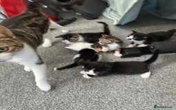 Domestic Shorthair cats for sale: beautiful tabby and black and white kittens - Image 20