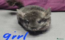 Chinchilla rodents for sale: Various baby chinchillas for sale - Image 4